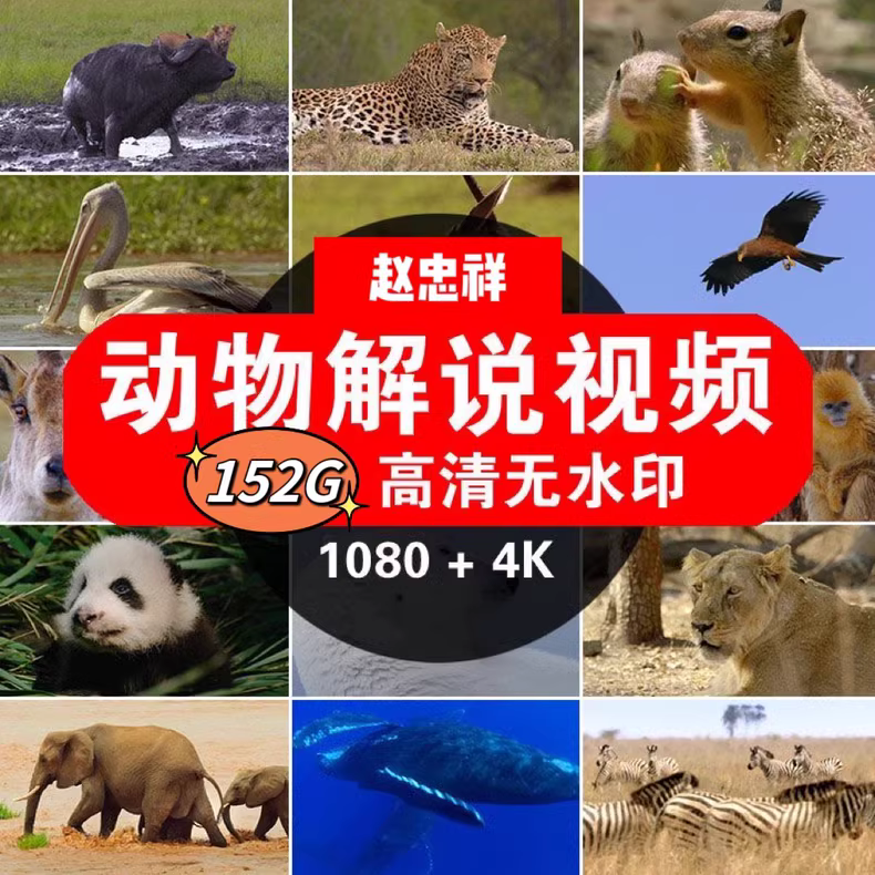 赵忠祥解说版《动物世界》全集108集