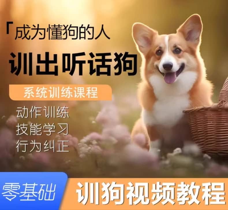 宠物狗训练全能课程